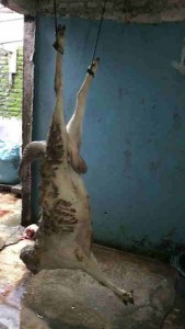 Jual daging kambing di Palangkaraya harga terjangkau nmh