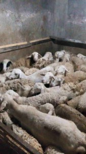 Beternak kambing jawa maupun gembel atau domba 7