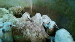 Daging kambing halal di Bandar Seri Begawan