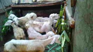 Daging kambing halal di Beijing, Tiongkok
