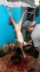 Daging kambing halal di Darwin