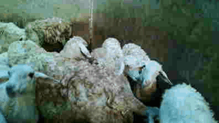 Daging kambing halal di Den haag