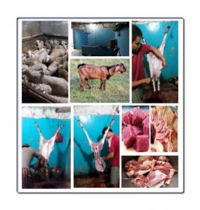 Daging kambing halal di Guangzhou