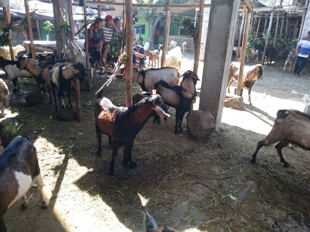 harga kambing seekor 2017