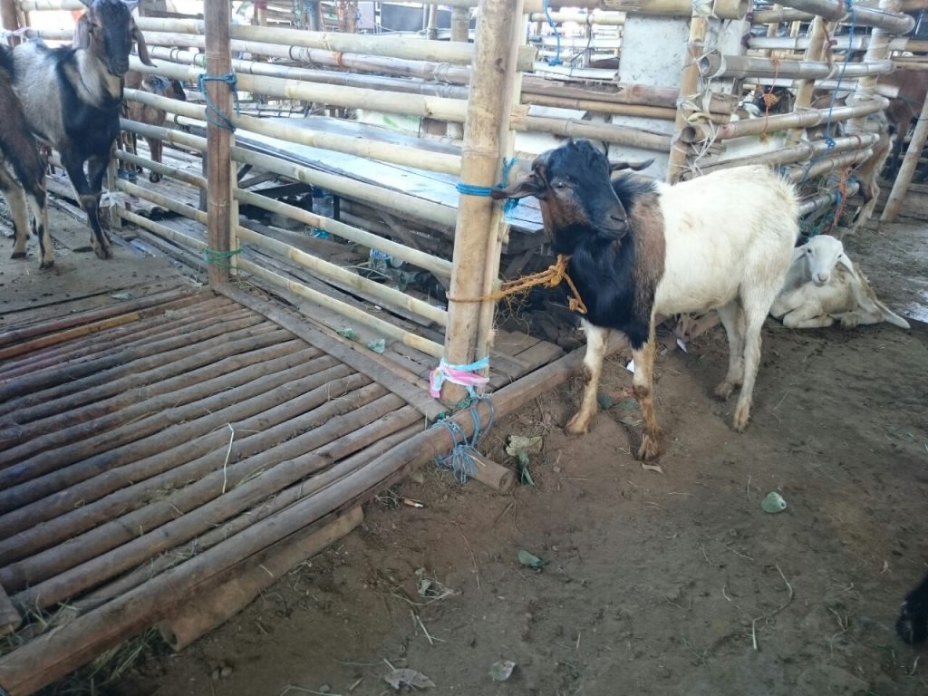 Harga jual kambing boyolali, sragen, solo dan sekitarnya - Daging Kambing