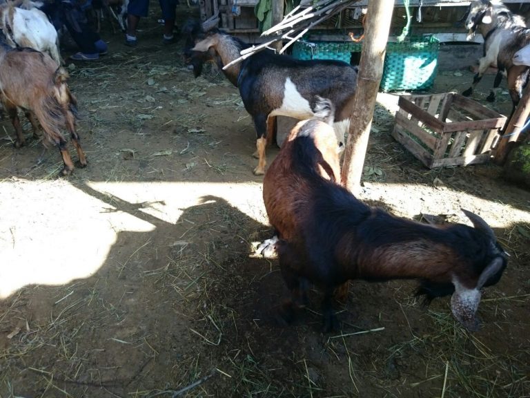 Harga kambing jantan biasanya lebih mahal - Daging Kambing