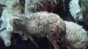 Daging kambing dan domba Banjarmasin murah