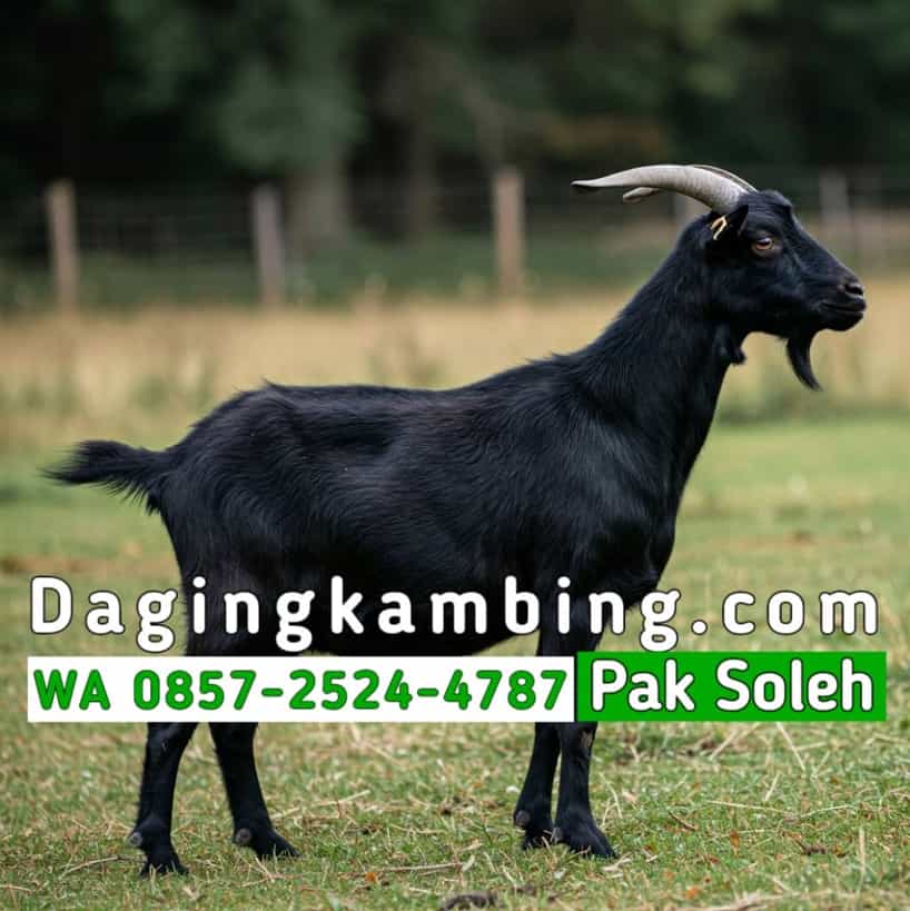 Estimasi Kebutuhan Daging Kambing untuk Catering