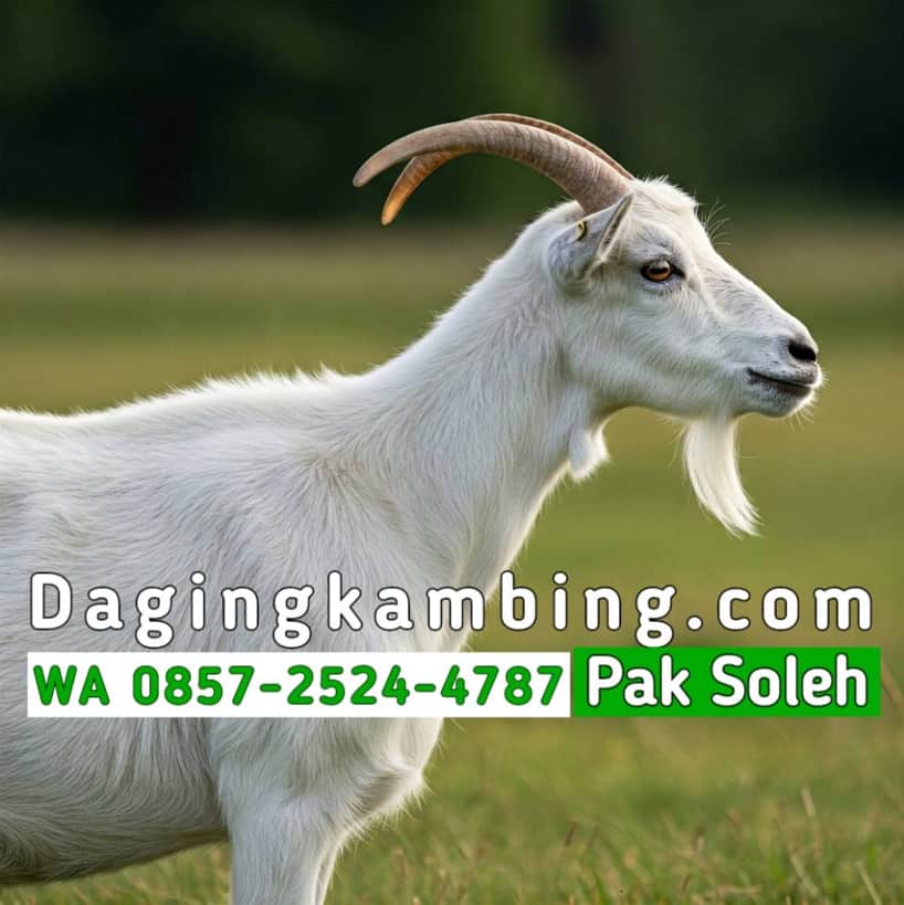 Supplier Daging Kambing Lokal Terpercaya Kirim Seluruh Indonesia Stok Kontinyu untuk Resto