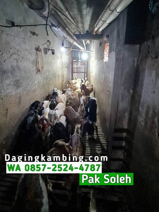 Supplier Karkas Kambing Muda Utuh Tanpa Kepala Kaki Stok