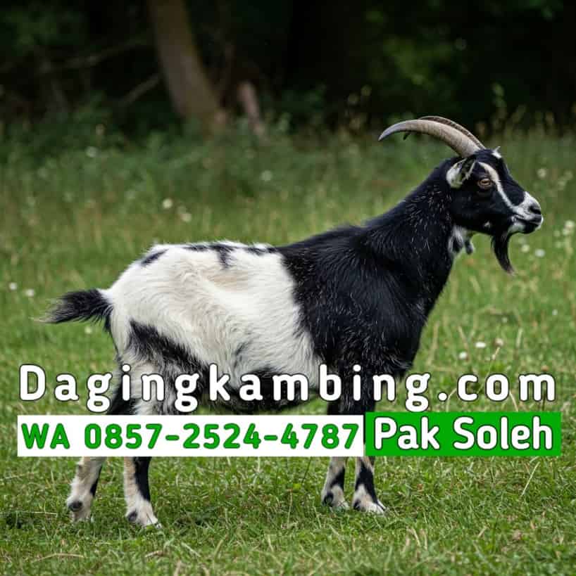 Tahap Pemotongan di UD Soleh