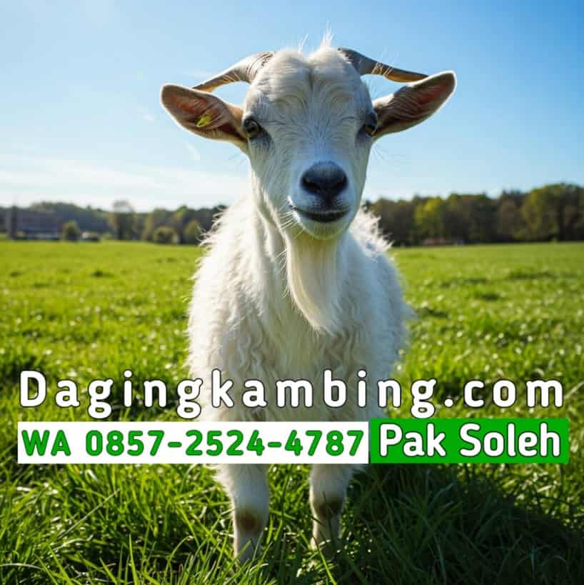 Ukuran Paha Kambing Ideal untuk Guling