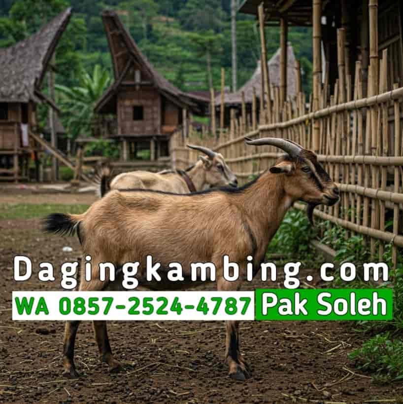 Berapa Berat Ideal Karkas Kambing Utuh Tanpa Kepala Kaki untuk Restoran