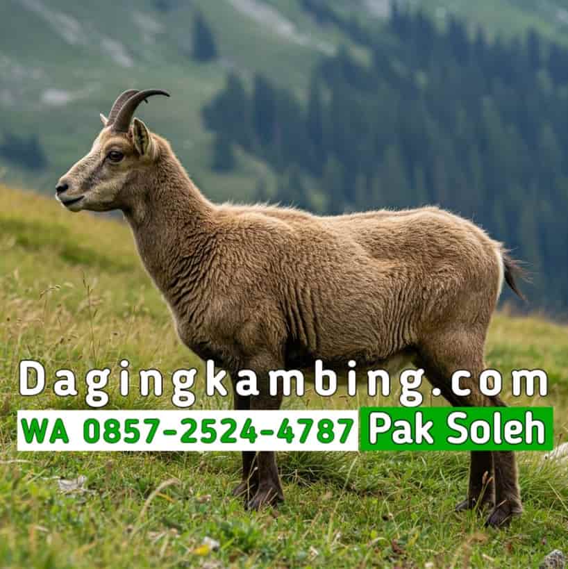 Cara Memilih Supplier Daging Kambing Halal dan NKV yang Terpercaya untuk Usaha Anda