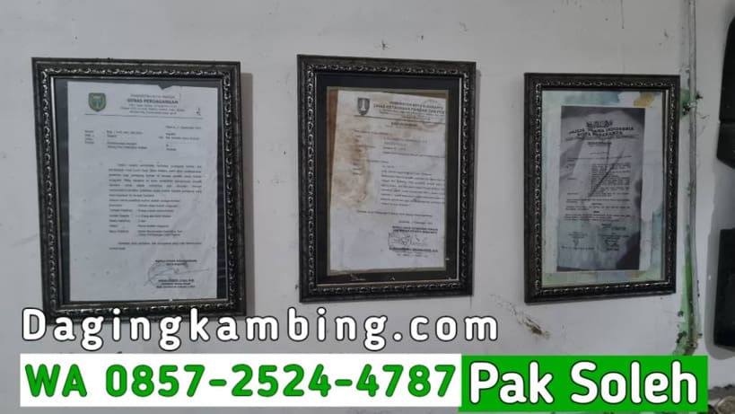 Distributor Daging Kambing Partai Besar Halal MUI & Kambing Lokal – UD Soleh Terpercaya