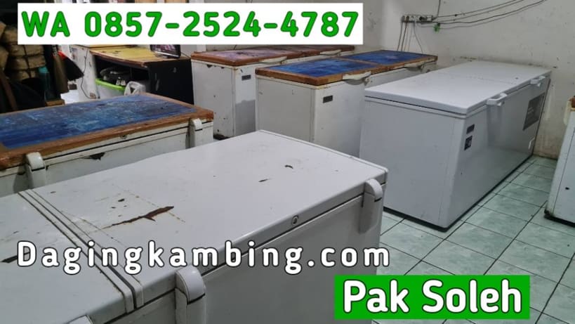 Distributor Daging Kambing Partai Besar Halal MUI