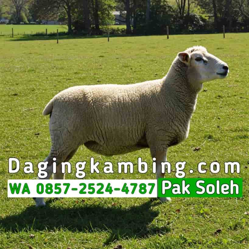 Distributor Daging Kambing Partai Besar Menggunakan Kambing Lokal Berkualitas