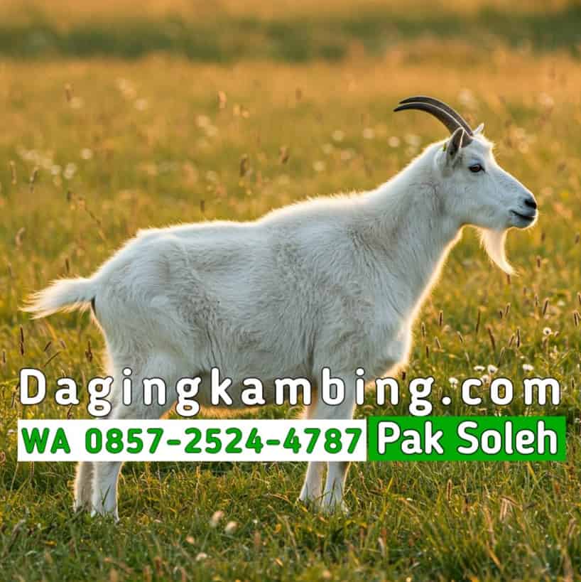Faktor yang Mempengaruhi Harga Daging Kambing Lokal dan Impor di Indonesia