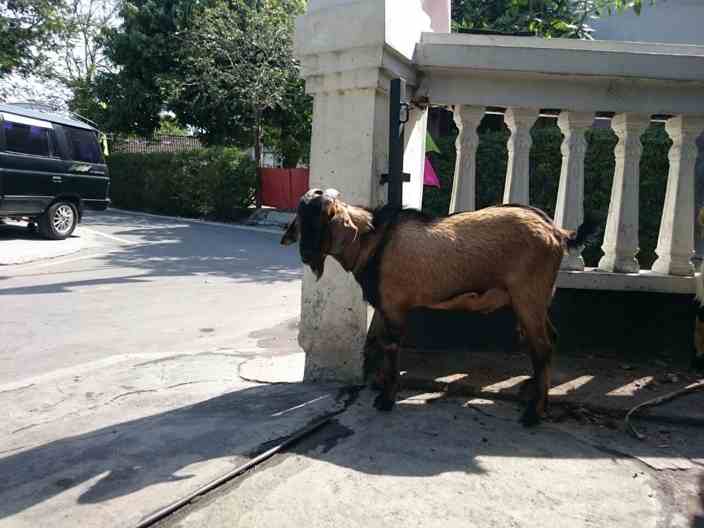 Jual Karkas Kambing Beku (Frozen) Utuh Tanpa Kepala Kaki Harga Grosir