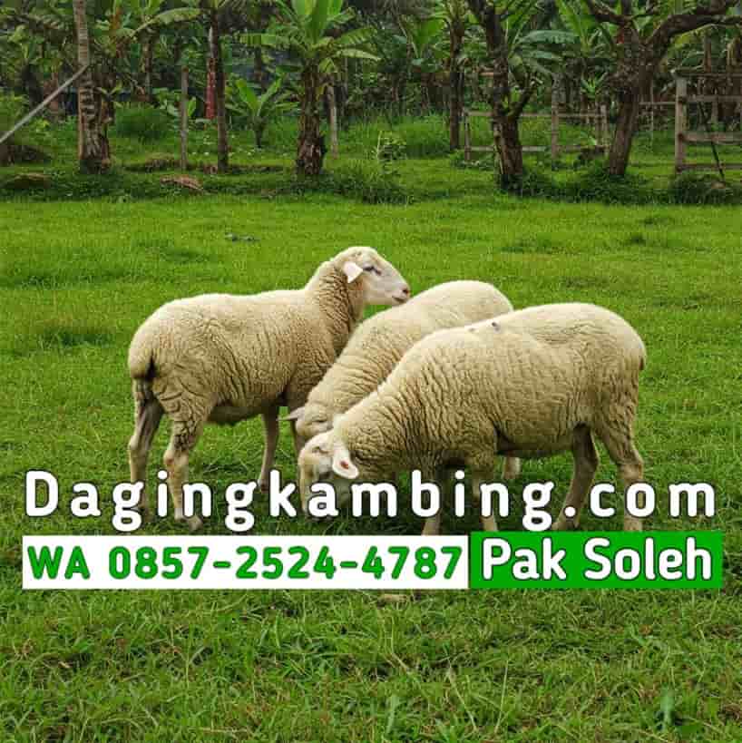 Keunggulan Distributor Daging Kambing Partai Besar
