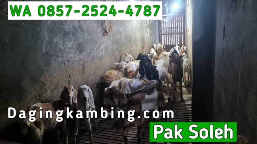 Mengapa Memilih Distributor Daging Kambing Partai Besar Halal MUI UD Soleh