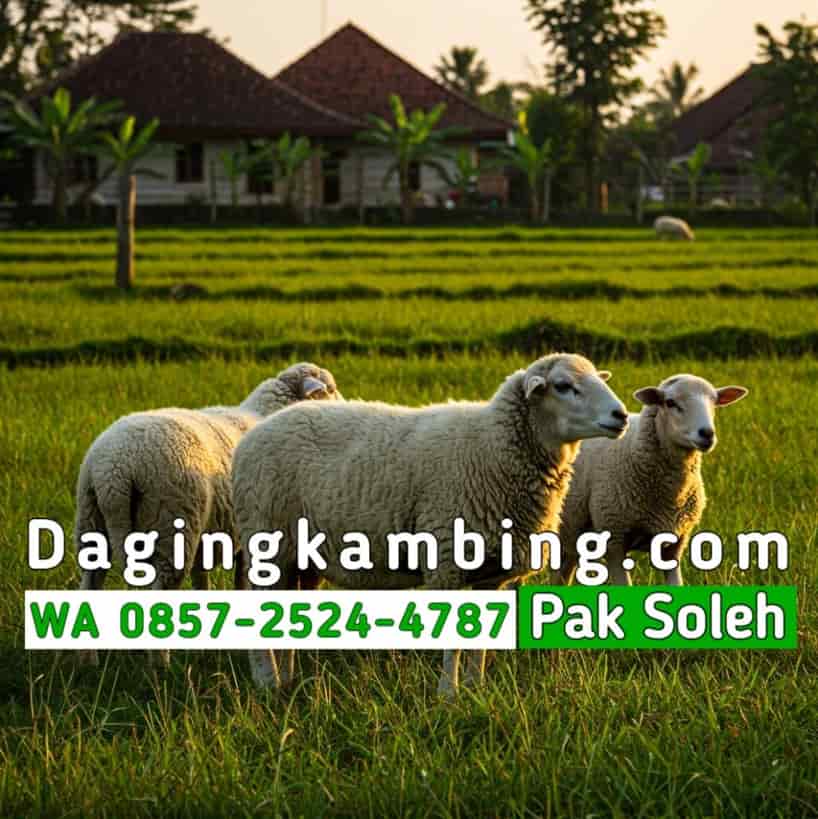 Sistem Pengiriman dan Penyimpanan Karkas Kambing Beku (Frozen)