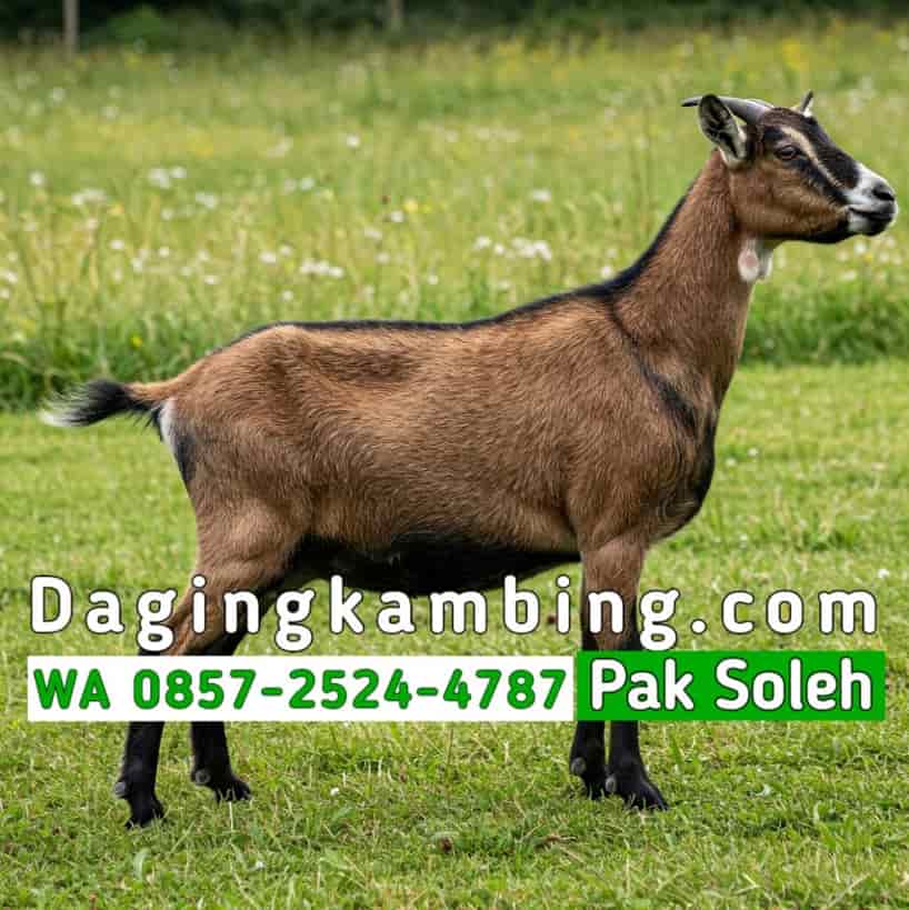 Sistem Supply Distributor Daging Kambing Partai Besar Kambing Lokal