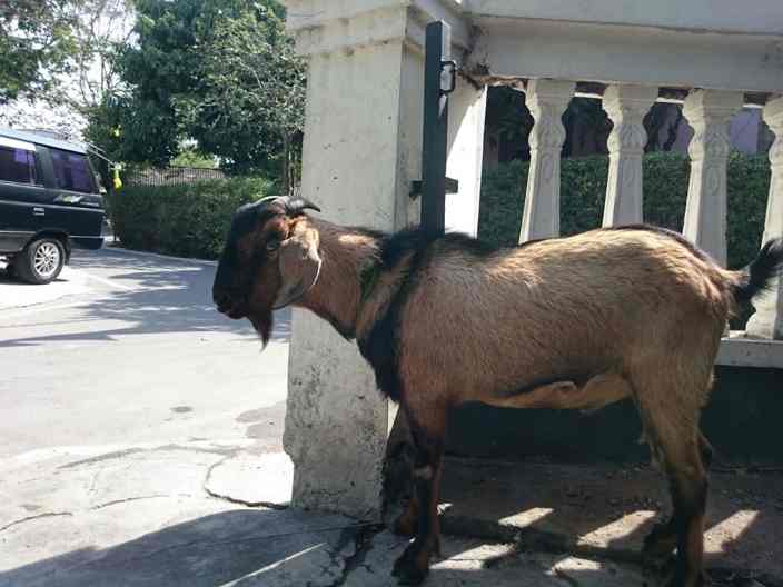Standar Kualitas Karkas Kambing Utuh Tanpa Kepala Kaki untuk Restoran