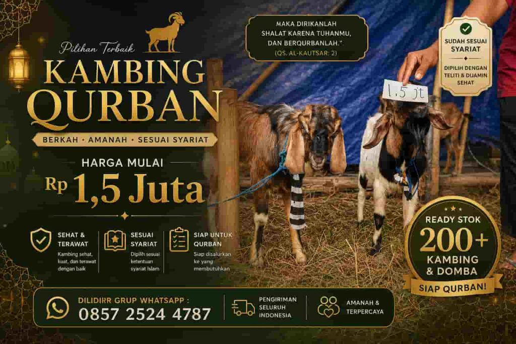 Daftar Harga Kambing Qurban Solo 2026 Berdasarkan Bobot, Jenis, dan Kualitas