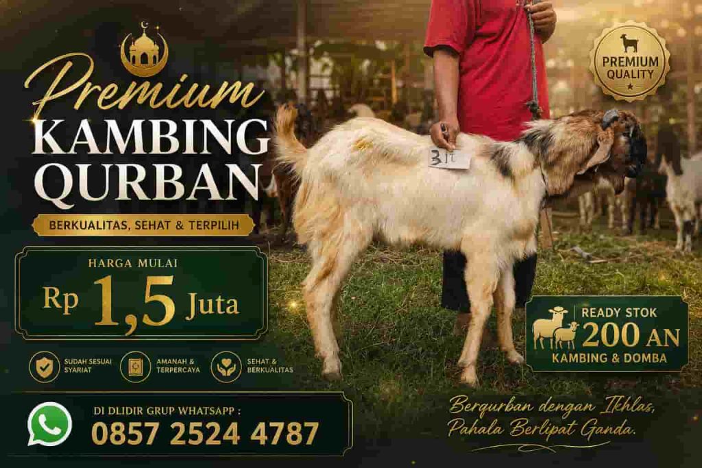 Harga Kambing Qurban Solo 2026 Terbaru, Lengkap dari Kelas Hemat sampai Premium