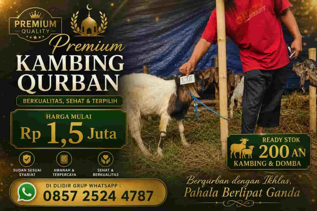 Harga Kambing Qurban Termurah di Solo 2026, Mulai 1 Jutaan Sudah Sesuai Syariat